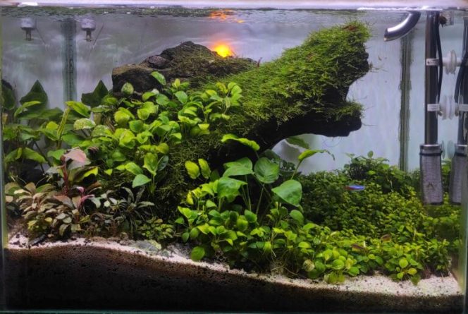 
Aquascape: Panduan Lengkap Peralatan, Teknik Dasar, dan Biaya Awal